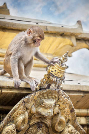 Monkey touching the temple roof near Swayambhunath stupa in Kathmandu, Nepalの写真素材