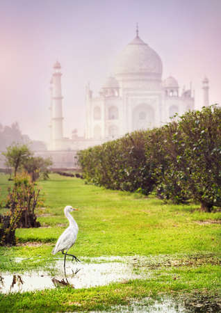 White heron in the Mehtab Bagh garden with Taj Mahal view in Agra, Uttar Pradesh, Indiaの写真素材