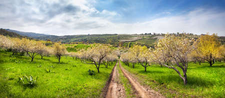 Road in blooming apple garden in the Mountains at blue sky near Almaty, Kazakhstan, Central Asiaの写真素材