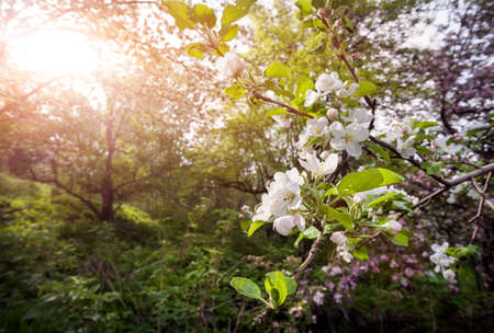 Blooming apple tree in the garden at sunrise in Almaty, Kazakhstan, Central Asiaの写真素材