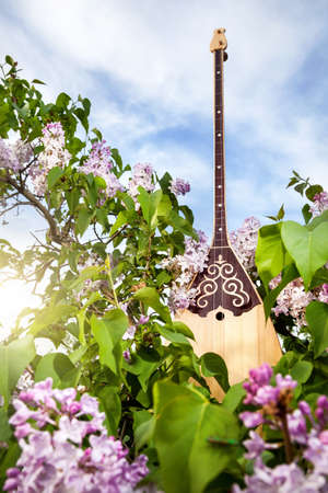 Dombra Kazakh instrument in the garden with blooming lilac flowers at blue skyの写真素材