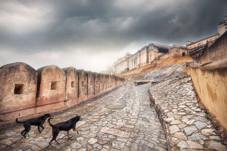 Dogs running to Amber fort at overcast sky in Jaipur, Rajasthan, Indiaのeditorial素材