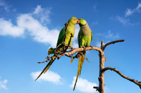 Couple of parakeets kissing on the tree at blue sky in Udaipur, Rajasthan, Indiaの写真素材