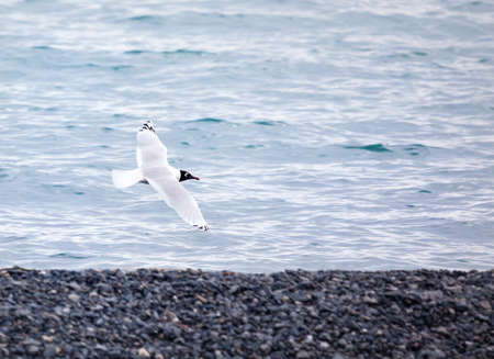 Relict gull larus relictus at the lake Alakol in Kazakhstan, central Asiaの写真素材