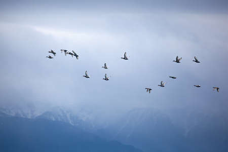 Flock of duck at snowy mountains at overcast sky backgroundの写真素材