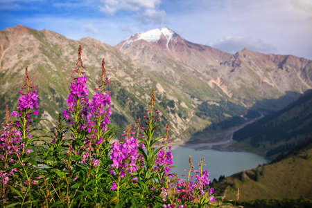 Snowy peak and pink flowers at sunrise in Almaty, Kazakhstanの写真素材