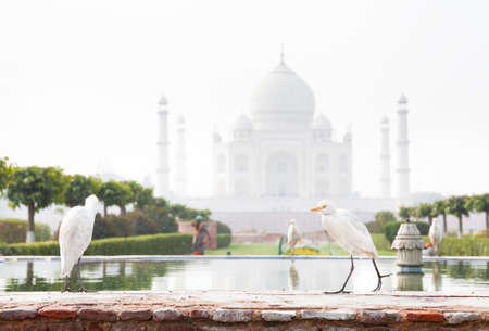 White herons on fountain in the Mehtab Bagh garden with Taj Mahal view in Agra, Uttar Pradesh, Indiaの写真素材