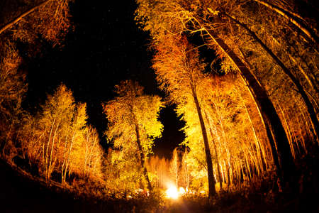 Camp in the forest with big trees and bonfire at night starry skyの写真素材