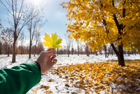 Hand with yellow Maple leaf at the park with snow at frosty autumnの写真素材