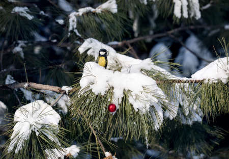 Little bird Great tit sitting at snowy branch of decorated Christmas tree in the Parkの写真素材