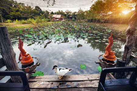 Beautiful White Duck at summerhouse near pond with lotus and Dragon statues in Sukhothai resort, Thailandの写真素材