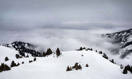 Winter mountain scenery of pine forest and stormy clouds