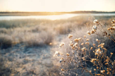 Dried flowers in the desert at sunset backgroundの写真素材