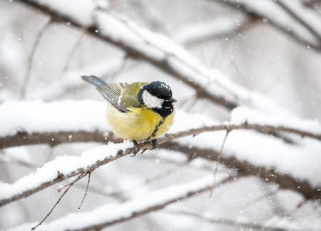Little bird Great tit sitting at snowy branch of the tree in the Parkの写真素材