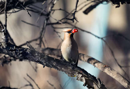 Beautiful bird Waxwing eating berry at branch of the tree in the forestの写真素材