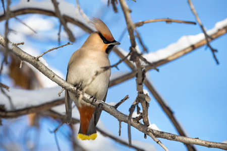 Beautiful bird Waxwing sitting at snowy branch of the tree in the Parkの写真素材