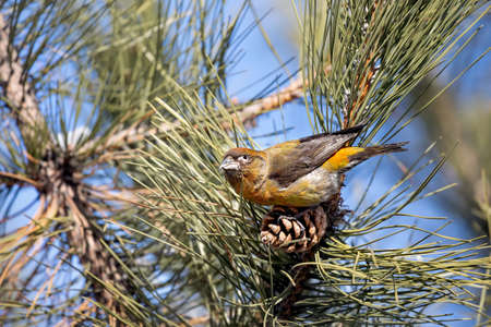Crossbill sitting on the pine cone at branch in the forestの写真素材
