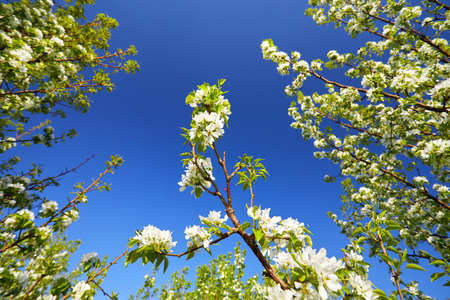 Beautiful cherry blossom in spring time at blue sky