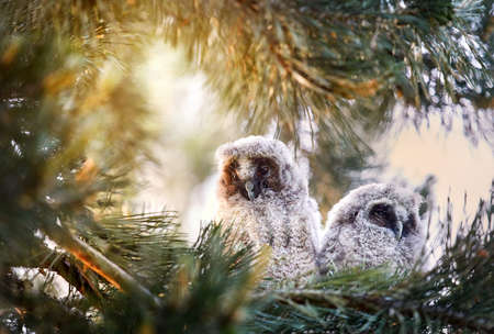 Two Cute owl chicks sitting on the bench in the forestの写真素材