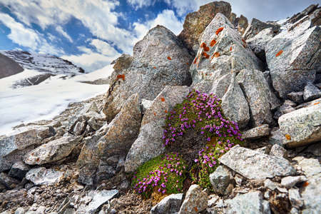Landscape of pink flowers in the Mountains with cloudy sky backgroundの写真素材