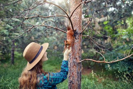 Young woman in hat with long hair feeding funny squirrel in pine forestの写真素材