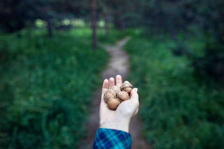 Woman holding walnuts in her hand in the pine tree forest backgroundのeditorial素材