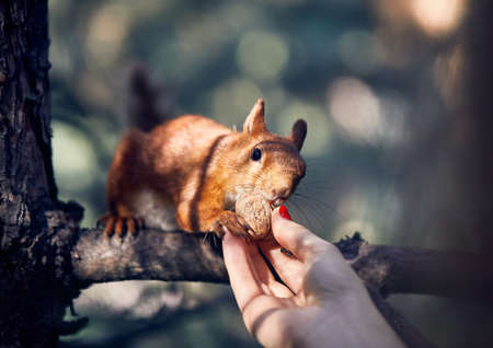 Young woman in feeding funny squirrel on the branch in pine forestの写真素材