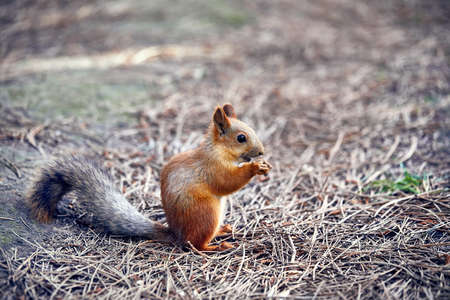 Red Squirrel eating sunflower seeds in the city parkの写真素材