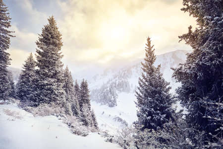 Beautiful forest covered by snow in the mountains at winter timeの写真素材