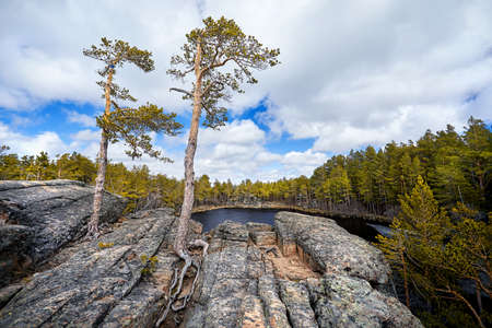 Beautiful view of Pine trees at Lake Saytankol in forest of Karkaraly national park in Central...