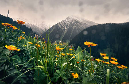 Meadow with yellow flowers and green hills at mountain valley against cloudy sky in Kazakhstanの写真素材