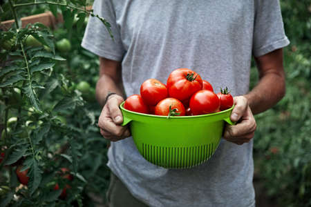Young farmer is holding bowl full of fresh picked ripe tomatoes at greenhouse. Natural farming concept.の写真素材