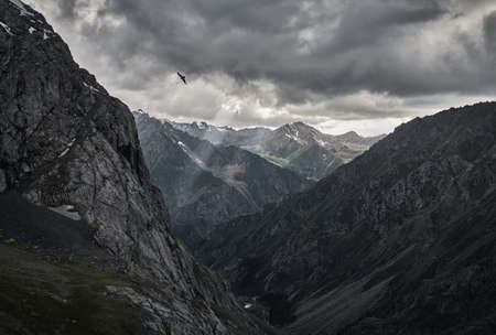 Silhouette of falcon in the grey mountain valley with river and overcast rainy clouds in Karakol...
