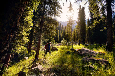 Tourist with backpack is walking in the spruce forest at sunrise, Almaty, Kazakhstan