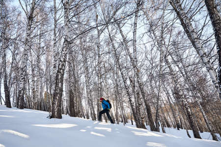 Tourist with blue jacket and dreadlocks is walking on the snow trail in birch grove the snowy mountains at winter timeの写真素材