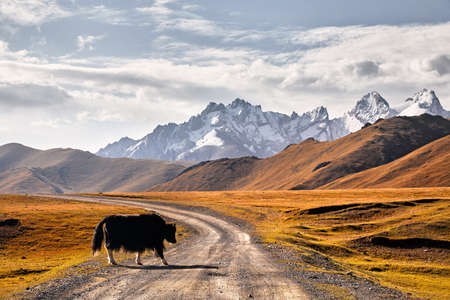 Black Yak crossing the road in the mountain valley of Kyrgyzstan, Central Asiaの写真素材
