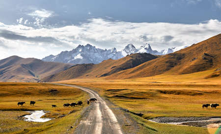 Herd of Yak crossing the road in the mountain valley of Kyrgyzstan, Central Asiaの写真素材