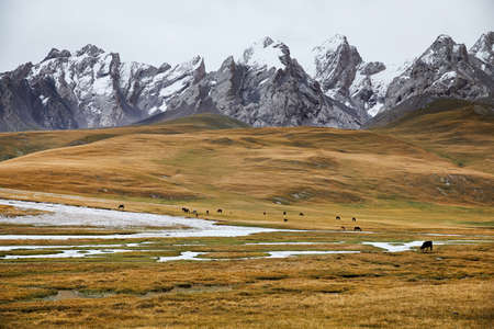 Herd of horses eating grass near the river in the mountain valley of Kyrgyzstan, Central Asiaの写真素材