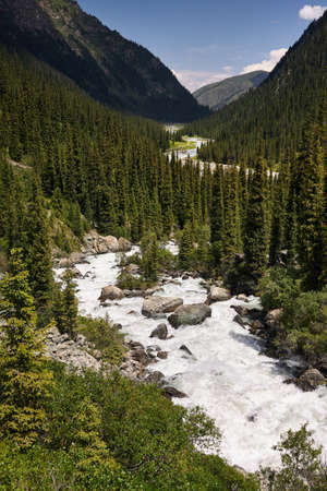 Karakol river in the mountain valley and forest with big pine trees in Karakol national park, Kyrgyzstanの写真素材
