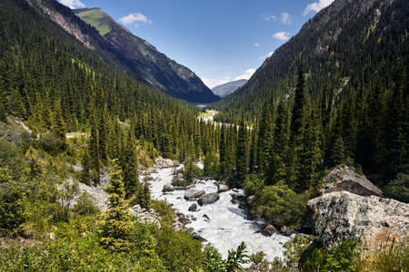 Karakol river in the mountain valley and forest with big pine trees in Karakol national park, Kyrgyzstanの写真素材