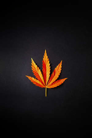 Bright orange Cannabis leaf on simple black background flat lay. Free space for your text. Good for book coverの写真素材