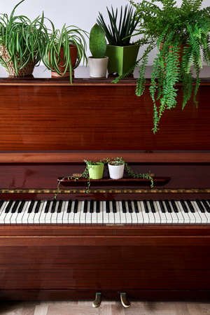 Old vintage piano with various green home plants in the pots in the roomの写真素材