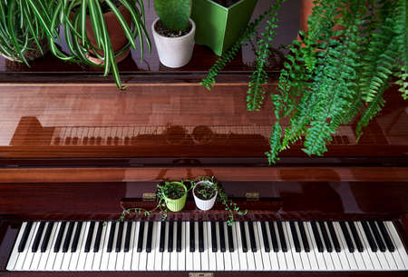 Old vintage piano with various green home plants in the pots top view in the roomの写真素材