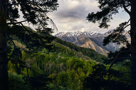 Beautiful scenery of snowy mountains at cloudy sunrise sky framing with pine trees. Outdoor and hiking conceptの写真素材