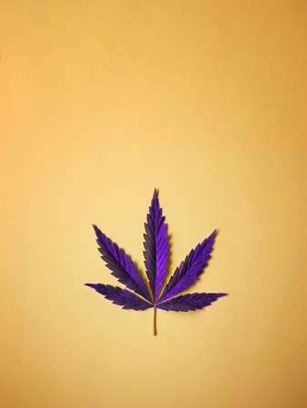 Violet Cannabis leaf on simple yellow background flat lay. Free space for your textの写真素材