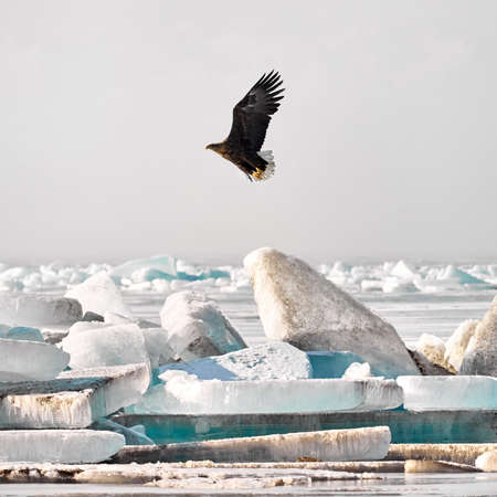 White tailed eagle in flight near Ice hummock at frozen lake Kapchagay, Kazakhstanの写真素材