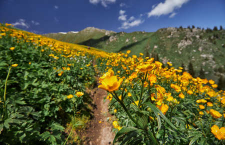 Beautiful scenery of yellow flower the spring forest against mountains with snow in Kazakhstan....