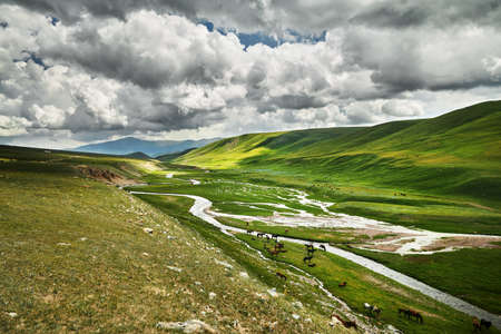 Herd of Horses in the mountain valley Assy Plateau near Almaty, Kazakhstan