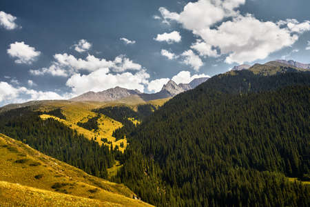 Aerial view of pine forest in beautiful mountains at sunny day.の写真素材
