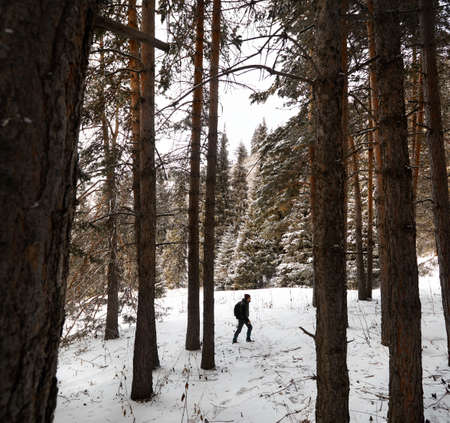 Tourist with backpack and beard is walking on the snow forest with spruce and pine trees at the...